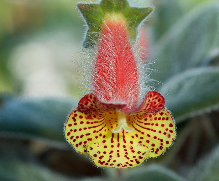 33+ frisch Fotos Botanischer Garten Ulm / Botanischer