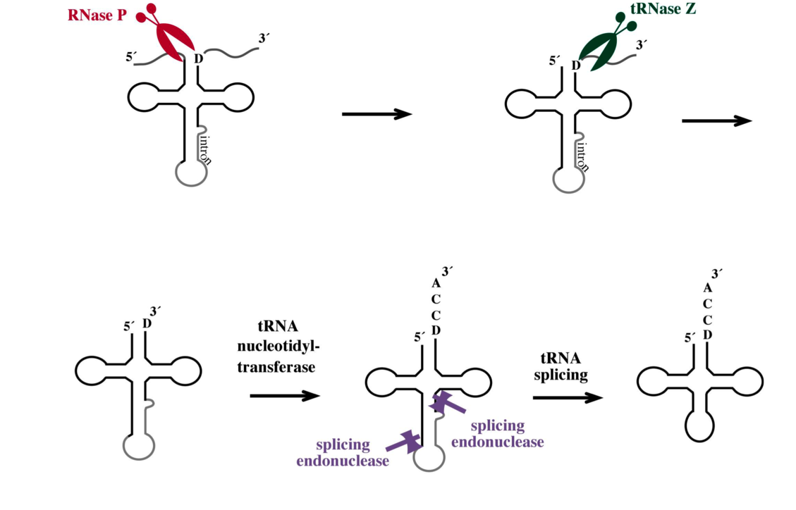 The different steps from a tRNA precursor molecule to a functional tRNA molecule are shown. The precursor contains additional sequences which have to be cut or cut out by diffenrent enzymes (RNase P, splicing endonuclease, tRNase Z) and the CCA sequence has to be added to the tRNA 3´ end by another enzyme (nucleotidyl transferase).