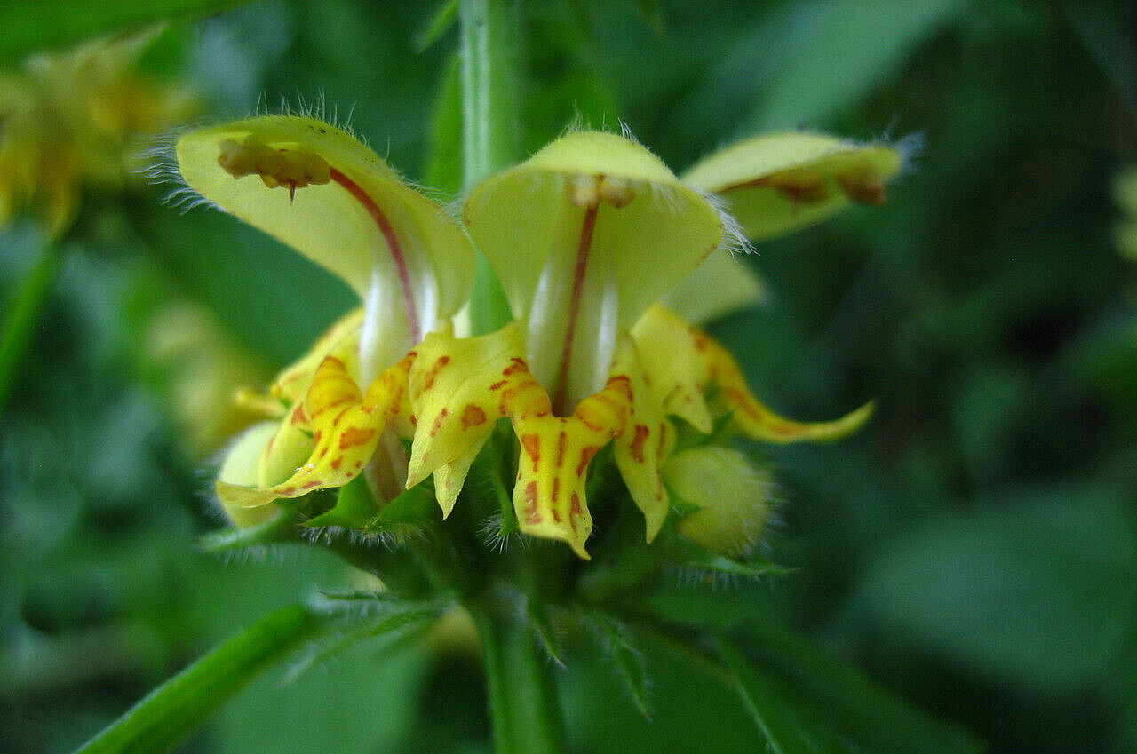 Lippenblume: Goldnessel (Lamiastrum galeobdolon)
