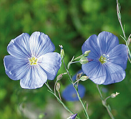 Blaue Blüten von Gemeinem Lein, Linum usitatissimum