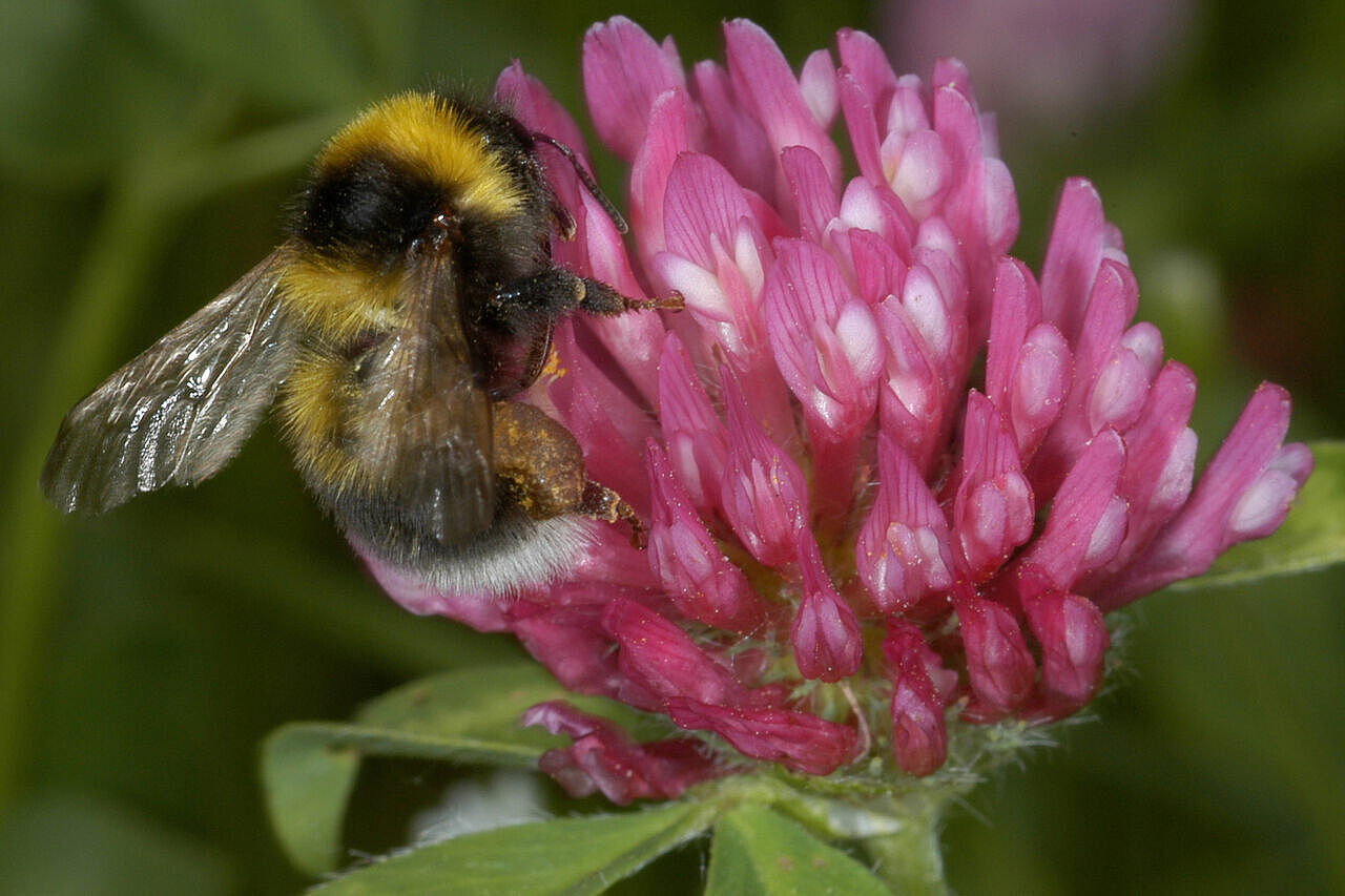 Bienenblütigkeit: Gartenhummel auf Rotklee