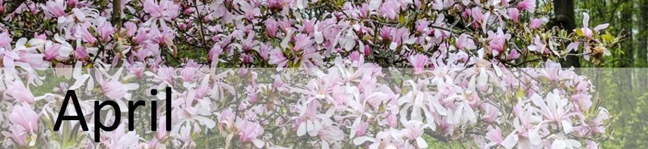 Magnolien mit Beschriftung des Monats April