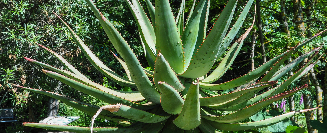 Kap-Aloe - Aloe ferox
