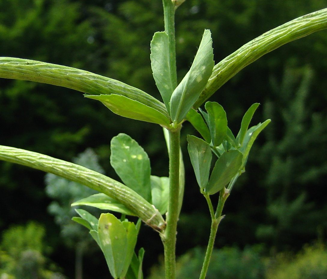 Bockshornklee - Trigonella foenum-graecum