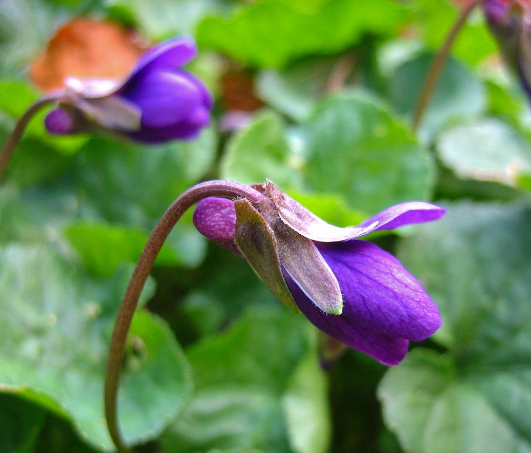 Wohlriechendes Veilchen - Viola odorata