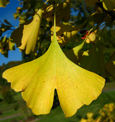 Ginkgo-Blatt (Ginkgo biloba) mit gelblicher Herbstfärbung