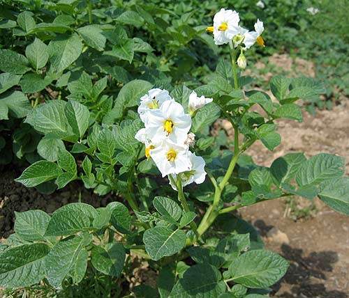 Weiße Blüte einer Kartoffelpflanze