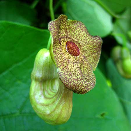 Blüte einer Pfeifenwinde (Aristolochia macrophylla)