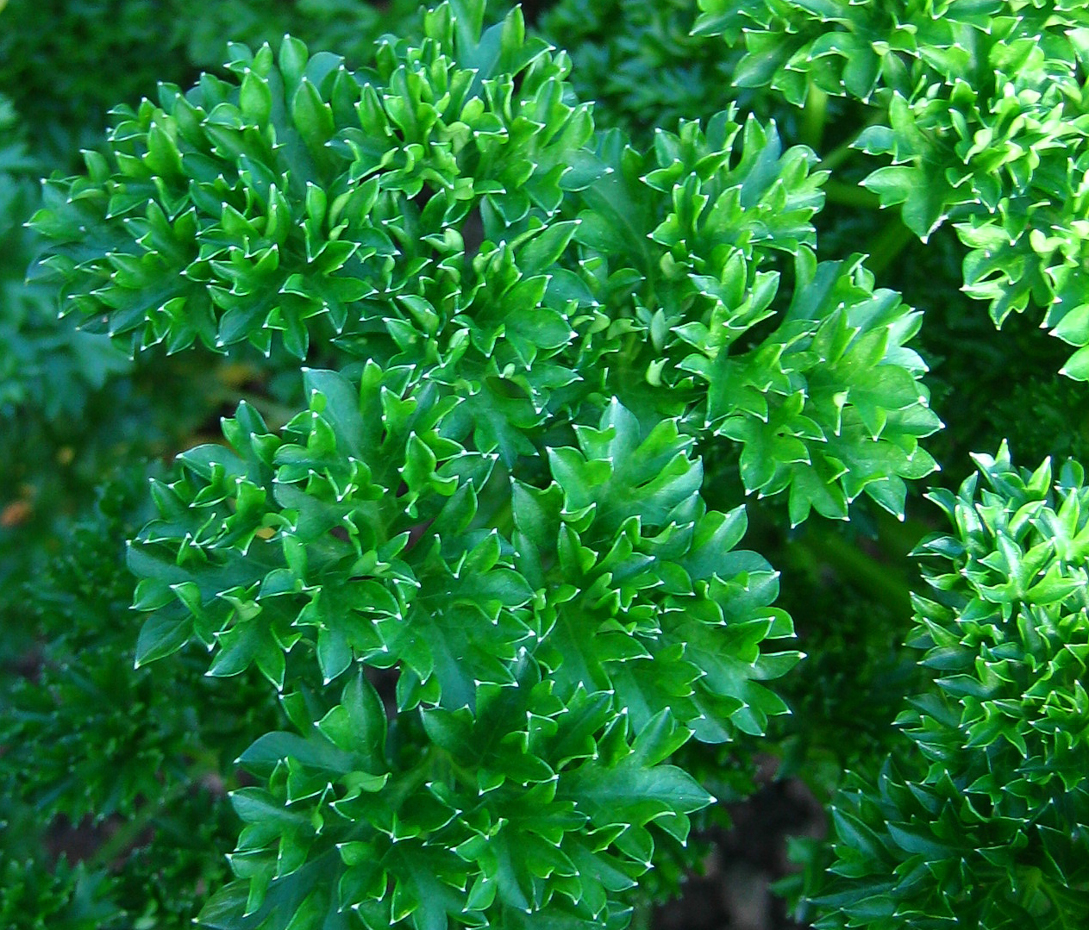 Krause Petersilie - Petroselinum crispum