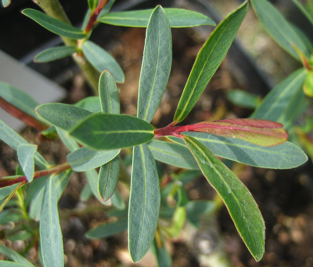 Purpurweide - Salix purpurea