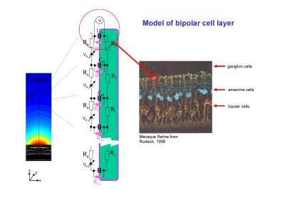 Model of bipolar cell layer