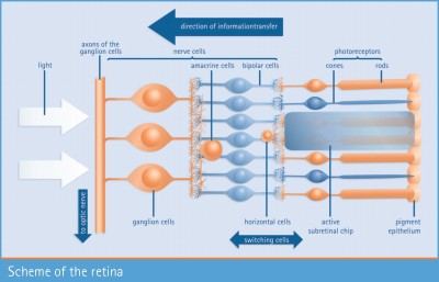 Scheme of the Retina