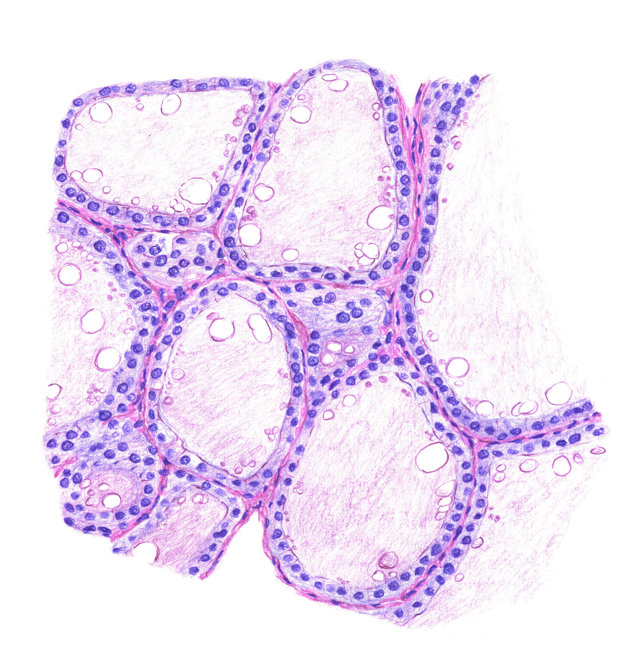 Mikroskopische Zeichnung