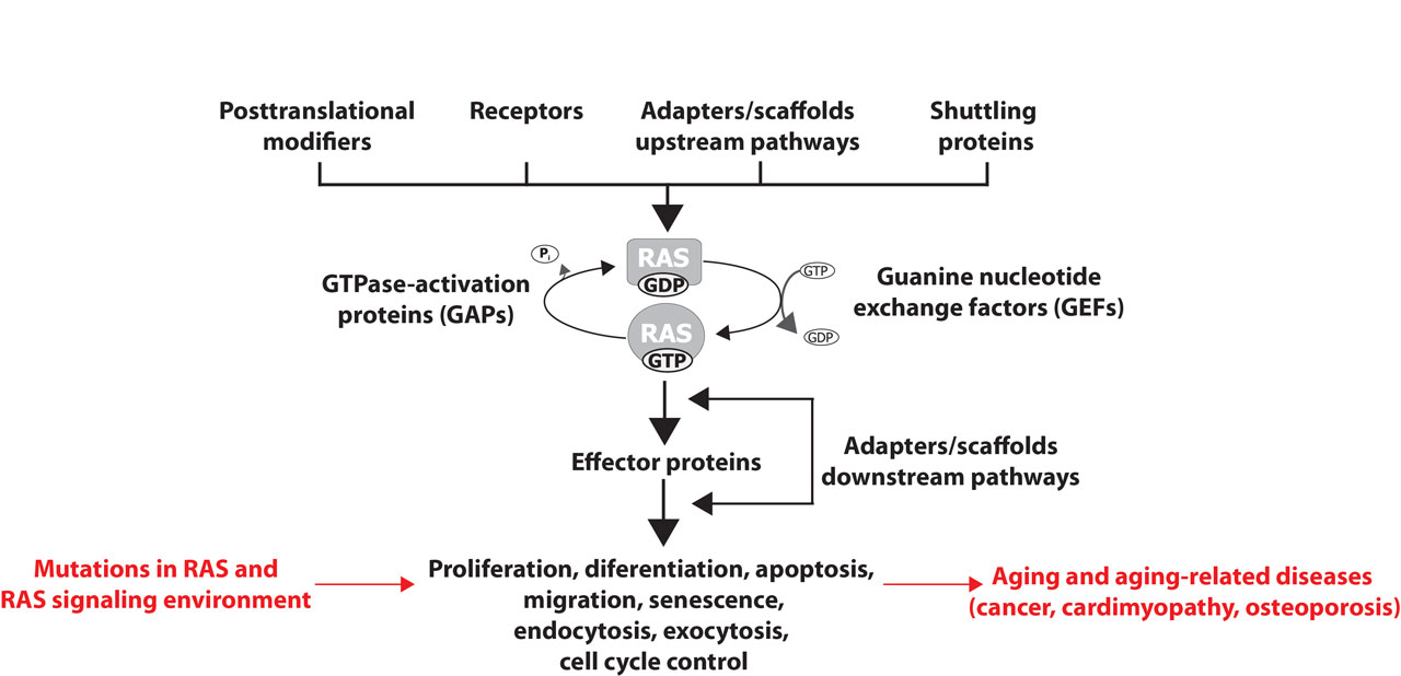 this graphic shows the Shematic representation of RAS GTPases signaling