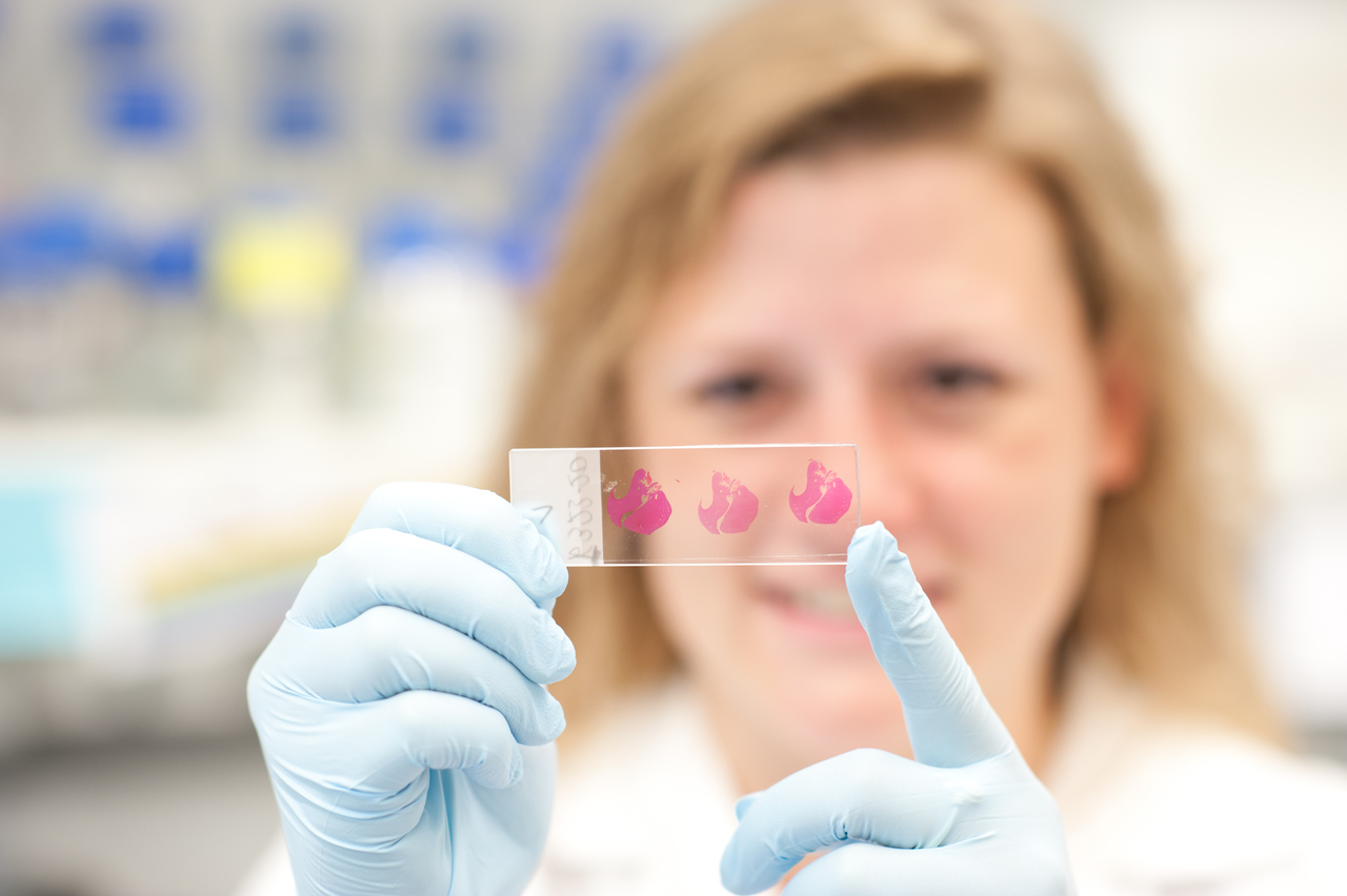 Analyse histologischer Schnitte Foto Analyse histologischer Schnitte