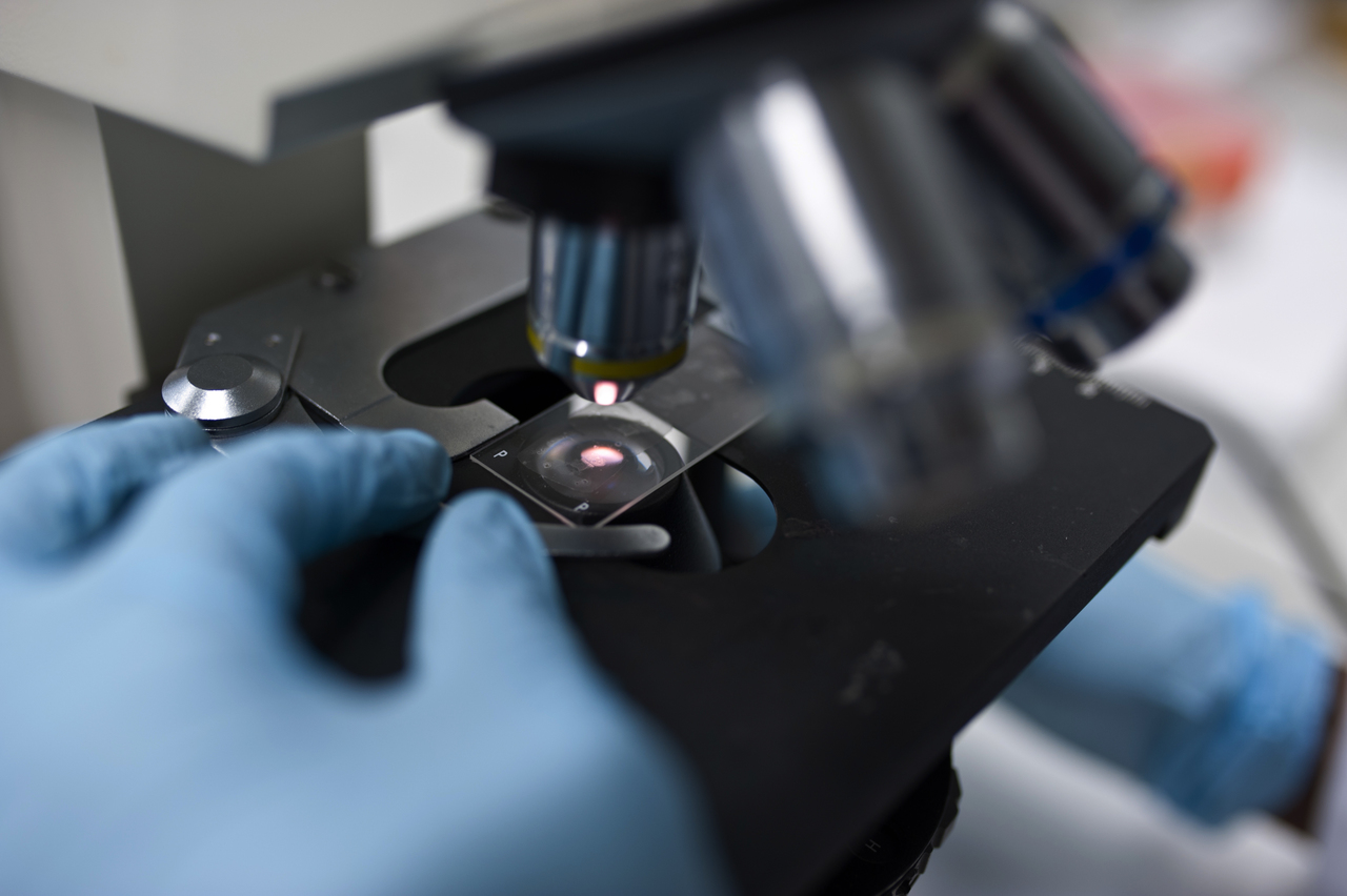Mikroskopie von histologischen Schnitten Foto Mikroskopie von histologischen Schnitten