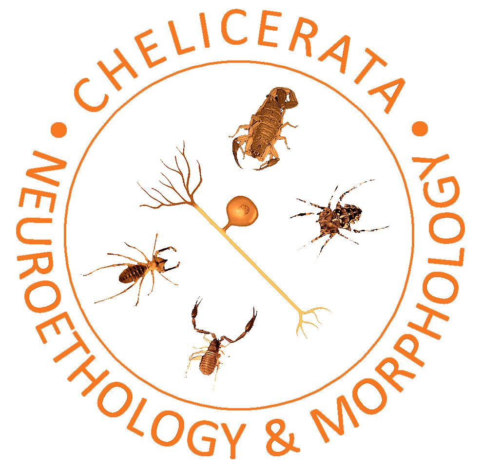 logo of the working group Chelicerate Neuroethology and Morphology
