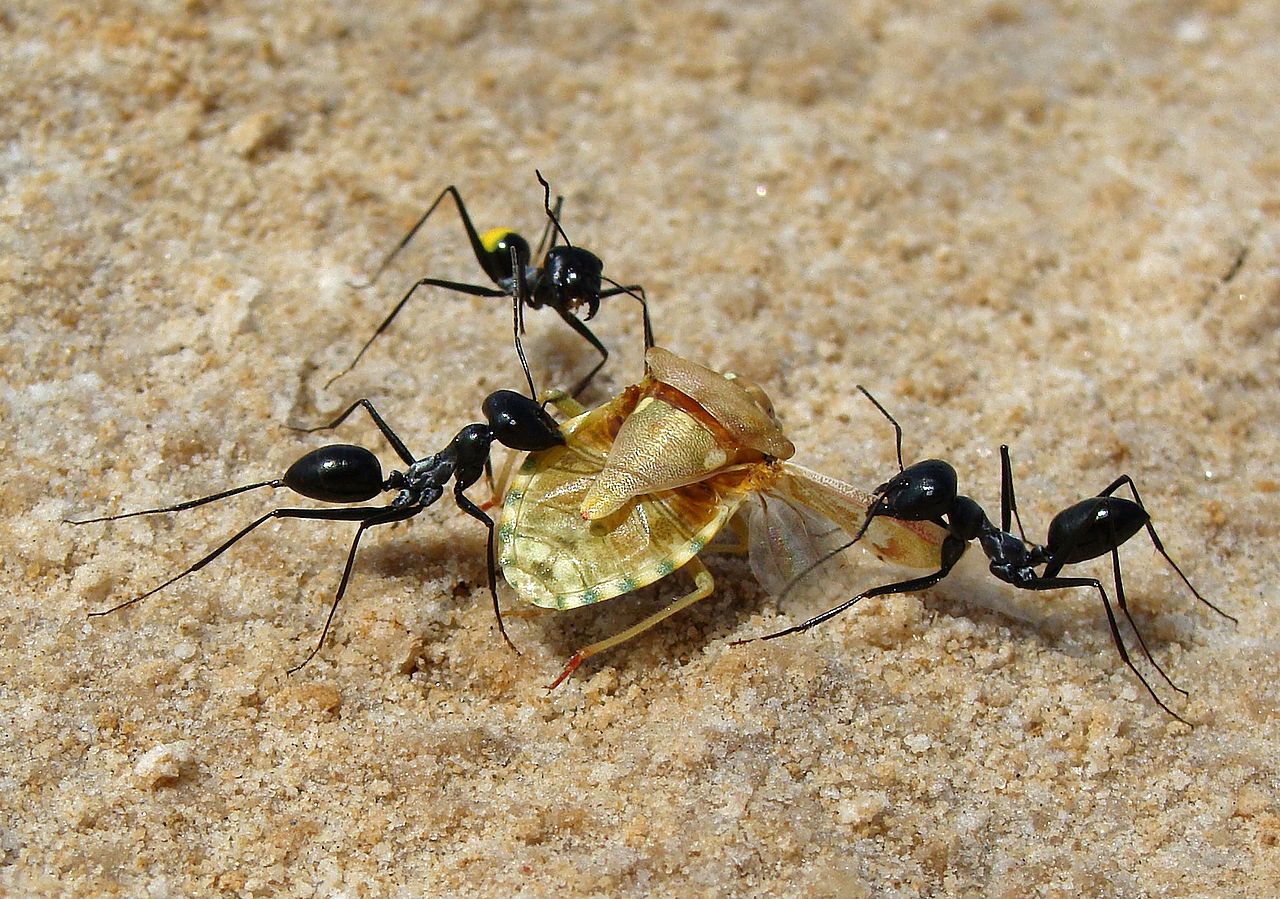 Three Cataglyphis desert ants carrying a dead bug home to the nest. The top middle ant has a yellow color marking on its abdomen for identification. Body length about 1cm
