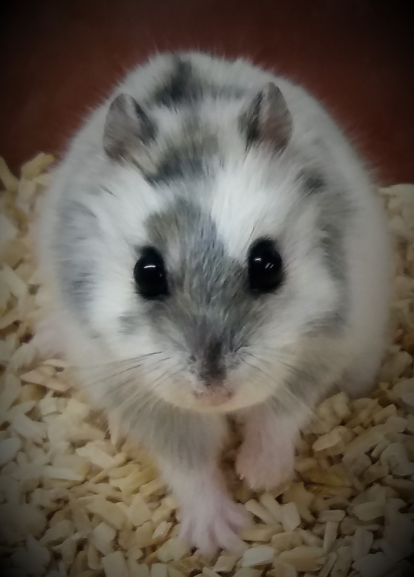 Djungarian hamster during the seasonal moult from the white, well-insulating winter fur to the gray-brown summer fur. In contrast to the moult from summer to winter transition, this fur change from winter to summer is very unstructured and  leaves the  hamsters look like motley cows
