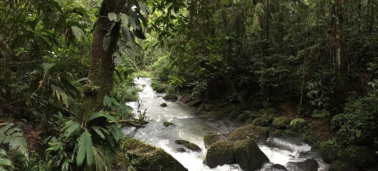 Der karibische Tiefland- Regenwald in Costa Rica 