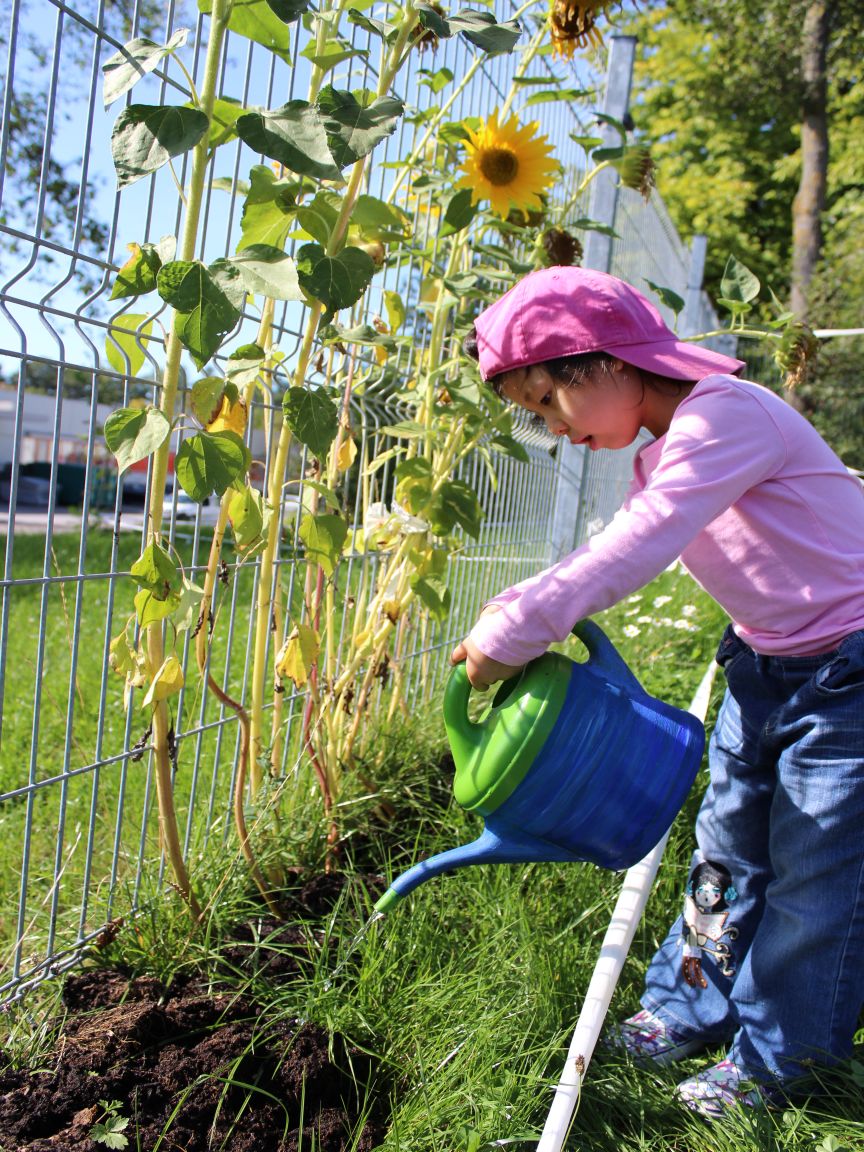 Kindergartenmädchen gießt mit einer Gießkanne Sonnenblumen im Garten