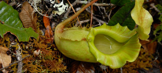 Kannenpflanze, Nepenthes sp.