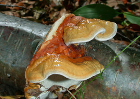 Glänzender Lackporling, Ganoderma lucidum
