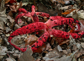 Tintenfischpilz, Clathrus archeri