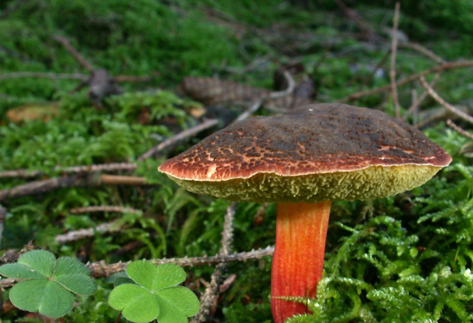 Rotfuß-Röhrling, Xerocomus chrysenteron