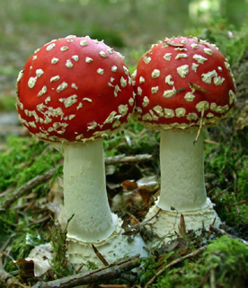 Fliegenpilz, Amanita muscaria