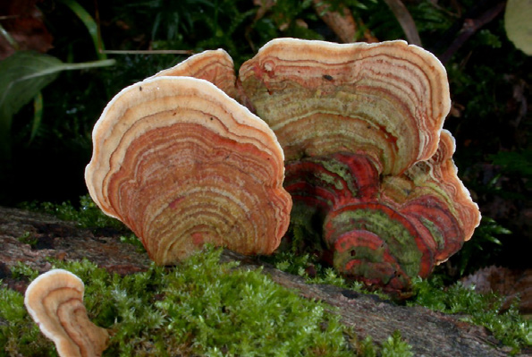Zonen-Tramete, Trametes multicolor