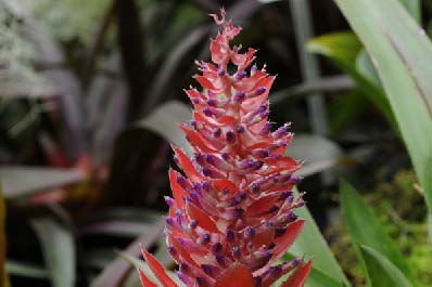 Aechmea beeriana