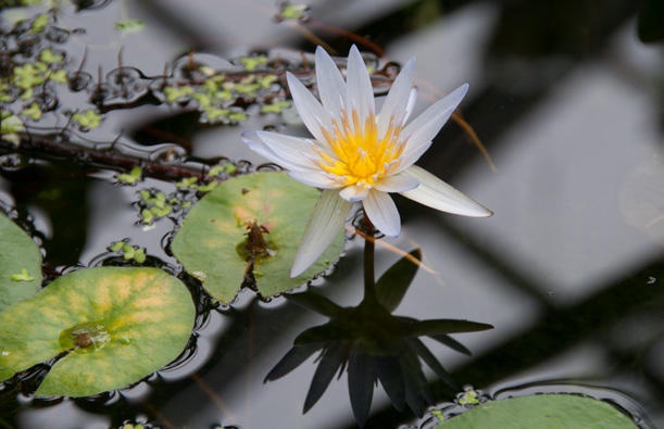 Daubenys Seerose, Nymphaea x daubenyana