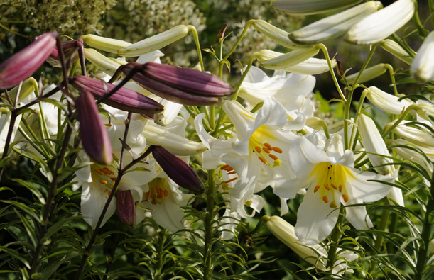Königslilie, Lilium regale 'Album'