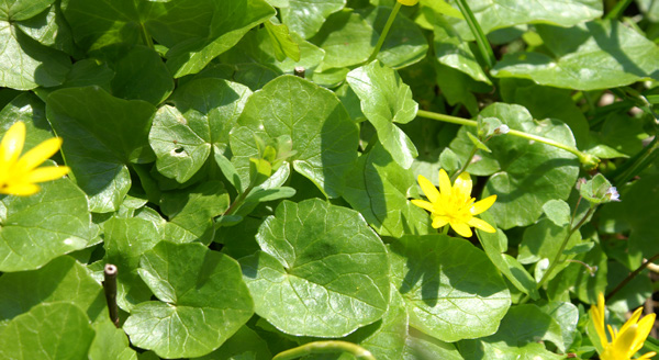 Scharbockskraut, Ranunculus ficaria