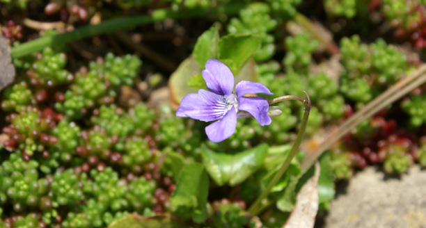 Hain-Veilchen, Viola riviniana