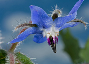 Borretsch, Borago officinalis