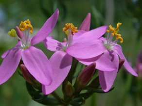 Echtes Tausendgüldenkraut, Centaurium erythraea