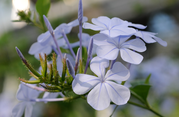 Kap-Bleiwurz, Plumbago auriculata