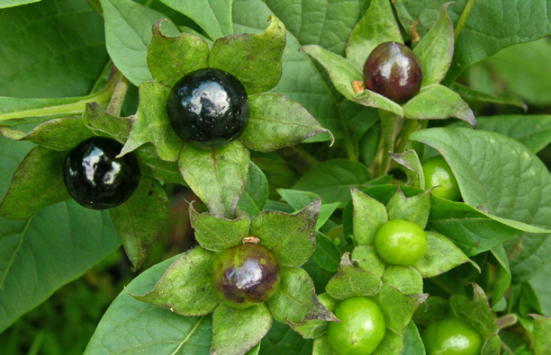 Tollkirsche, Atropa belladonna
