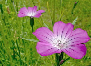 Kornrade, Agrostemma githago
