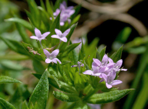 Acker-Meier, Asperula arvensis