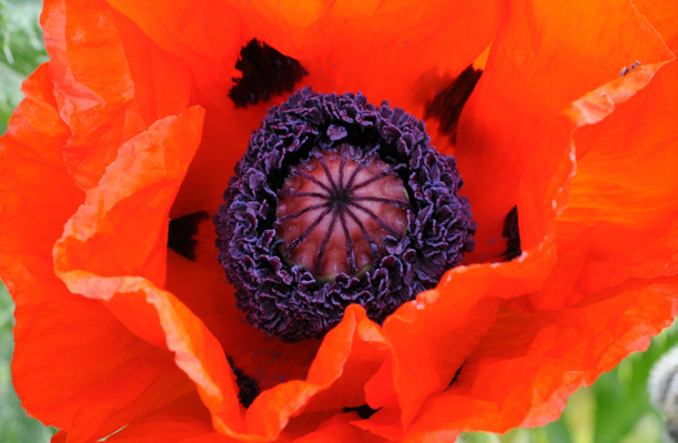 Klatschmohn, Papaver rhoas