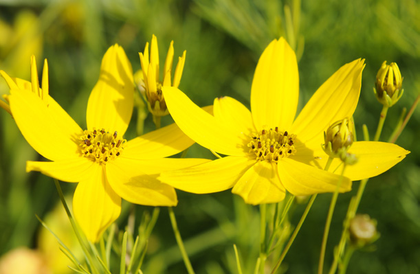 Mädchenauge, Coreopsis verticillata 'Zagreb'