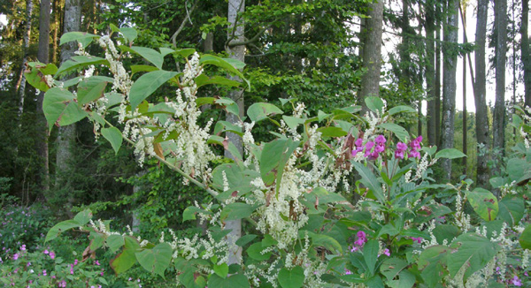 Japanischer Staudenknöterich, Reynoutria japonica