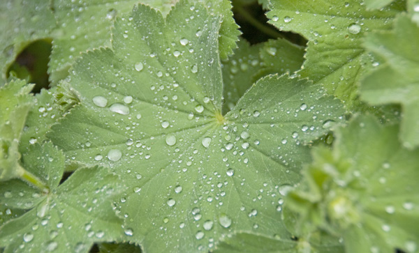 Frauenmantel, Alchemilla sp.