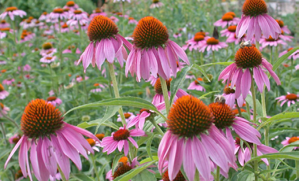 Roter Sonnenhut, Echinacea purpurea