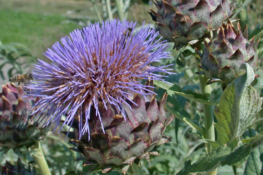 Artischocke, Cynara scolymus