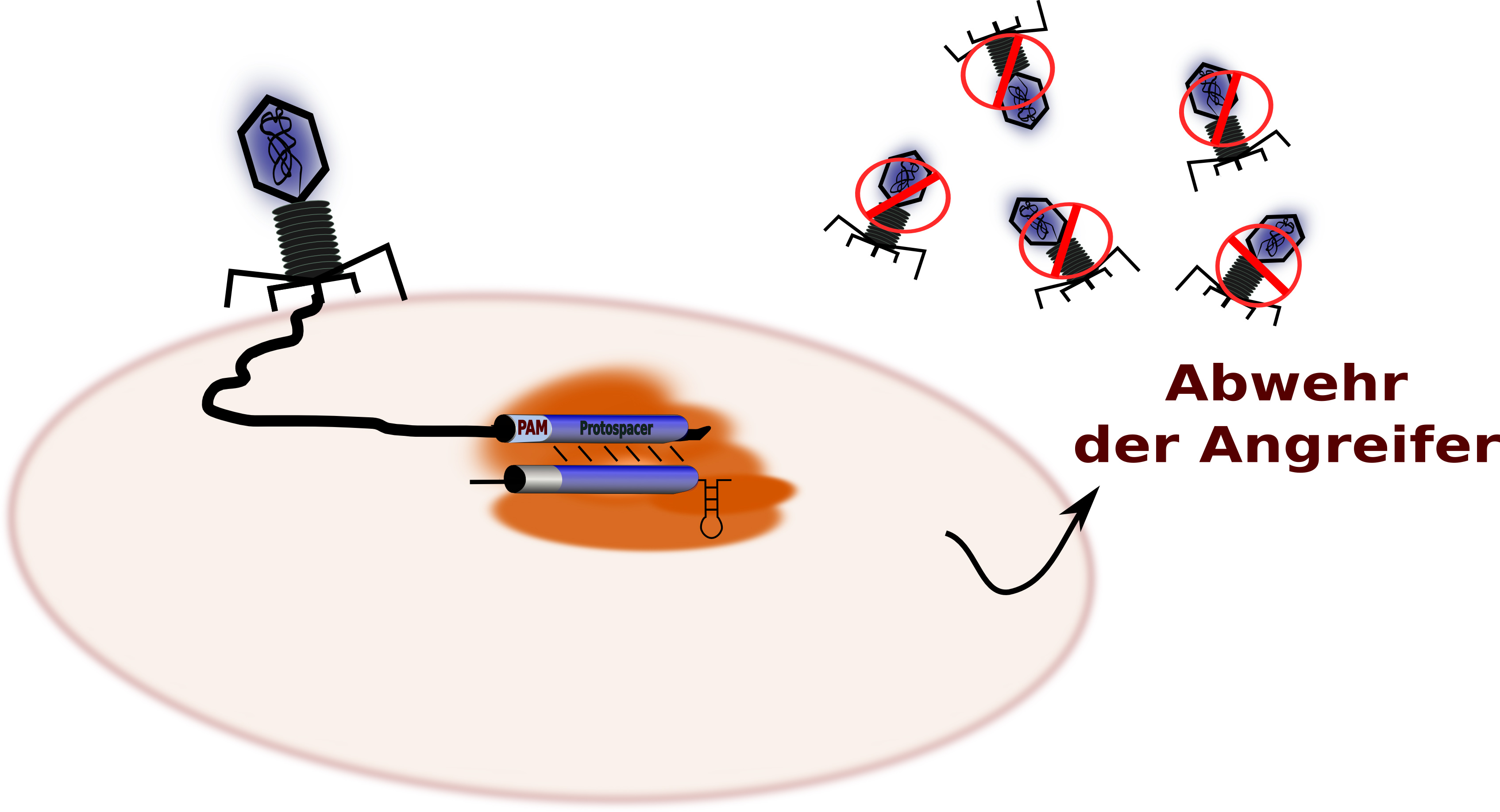 Abbildung: Marchfelder Ein Virus greift eine prokaryotische Zelle an und injiziert sein Erbgut. Die Angreifer-DNA wird dank des CRISPR-Cas-Systems erkannt und abgebaut.