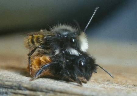 Osmia cornuta